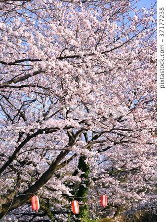 A row of cherry blossom trees along the banks of Juni River-33527 A row of cherry blossom trees along the banks of Juni River-33527 37177238