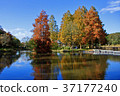 Autumn leaves reflected on the surface of the water 37177240