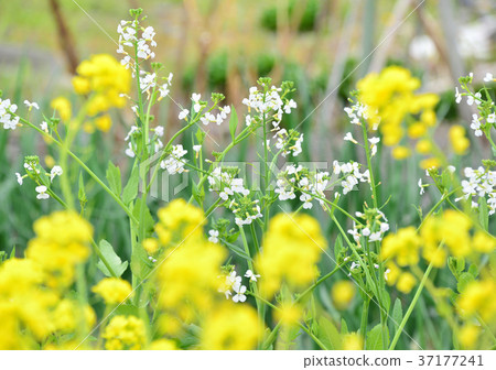 Daikon flower-33546 37177241