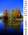 Autumn leaves reflected on the surface of the water 37177243