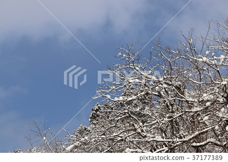 Snowy landscape momentary blue sky Snowy landscape momentary blue sky 37177389