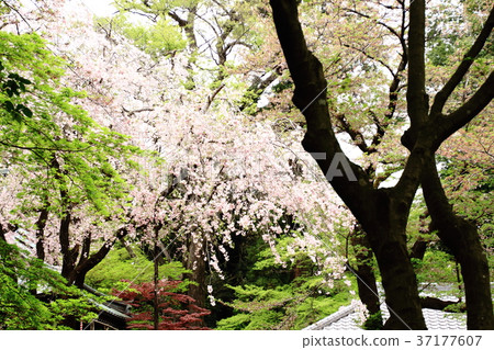 Hirabayashi Temple, spring, fresh green and cherry blossoms, April, Hirabayashi Temple, spring, fresh green and cherry blossoms, April, 37177607