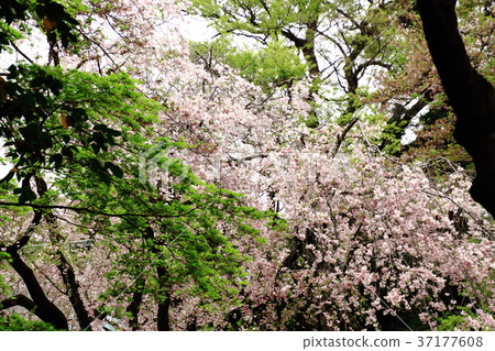 Hirabayashi Temple, spring, fresh green and cherry blossoms, April Hirabayashi Temple, spring, fresh green and cherry blossoms, April 37177608