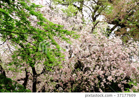 Hirabayashi Temple, spring, fresh green and cherry blossoms, April Hirabayashi Temple, spring, fresh green and cherry blossoms, April 37177609