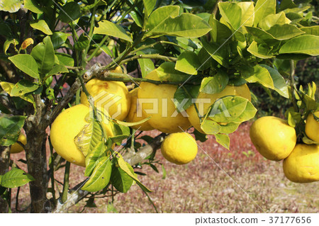 Sour pomero fruit 37177656