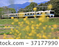 Rape blossoms and Odakyu Train 8000 37177990
