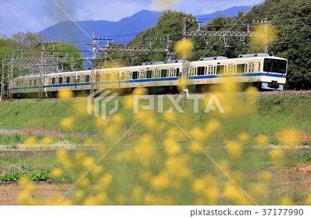 Rape blossoms and Odakyu Train 8000 Rape blossoms and Odakyu Train 8000 37177990
