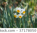 Narcissus 37178050