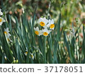 Narcissus 37178051