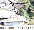 Kingfisher 37178138