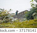 Kingfisher 37178141
