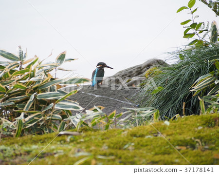 Kingfisher Kingfisher 37178141