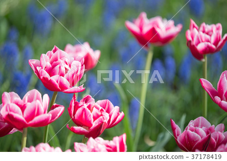 Tulip Tulip 37178419
