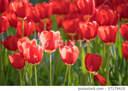 Tulip Tulip 37178420