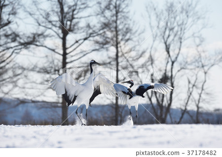 Cranes dancing with two (Hokkaido) 37178482