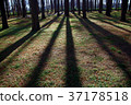 Forest oblique line of Metasequoia 37178518
