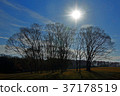 Zelkova 37178519