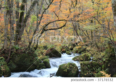 青森Oirase山小河秋天風景 青森Oirase山小河秋天風景 37178532