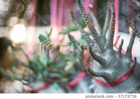 plants in garden. 37178736