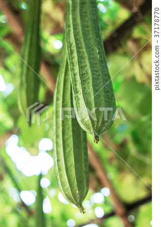 zucchini in plantations. 37178770
