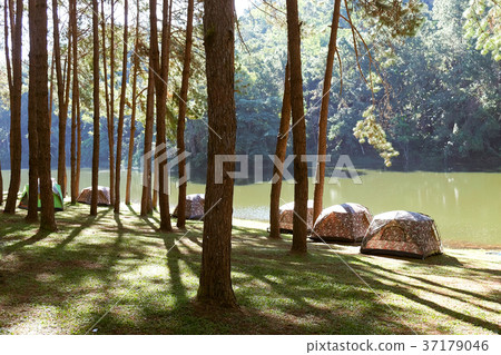 Pang Tong Under Royal Forest Park 37179046