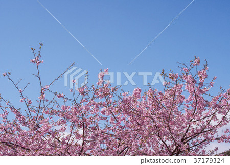 Kawazu Sakura Early Bloom Sakura Sakura Image Early Spring Image 37179324