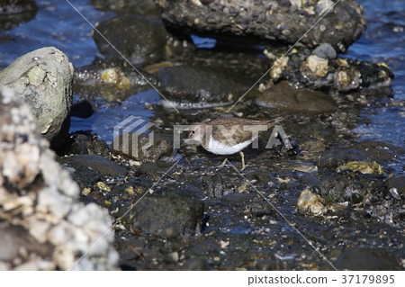 影子你的微笑 37179895