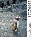 Gentoo penguin children 37179967
