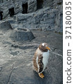 Gentoo penguin children 37180035