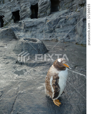 巴布亞企鵝的孩子們 巴布亞企鵝的孩子們 37180035