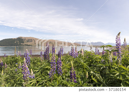 Lupine in front of Lake Pukaki Twizel-Mt Cook National Park Lupine in front of Lake Pukaki Twizel-Mt Cook National Park 37180154
