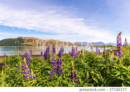 在普卡基湖Twizel-Mt庫克國家公園前的羽扇豆 37180157