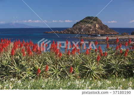 Aloe and Narcissus Coast Aloe and Narcissus Coast 37180190