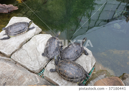 the Chinese stripe-necked turtle at pool the Chinese stripe-necked turtle at pool 37180441