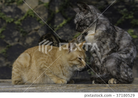 A cat that lives in Onomichi 37180529