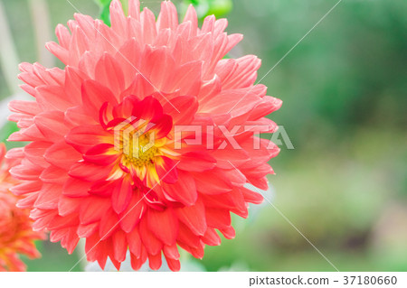Beautiful red flower blooming in spring day Beautiful red flower blooming in spring day 37180660