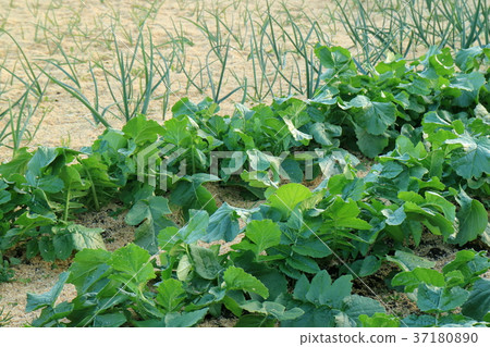 Home garden Home garden 37180890
