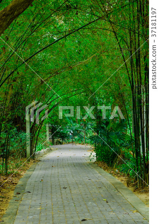 green bamboo tree and walkway green bamboo tree and walkway 37181197