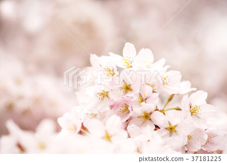 春天圖像圖像素材 37181225