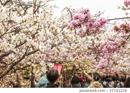 Cherry blossoms passed through Minto Osaka sightseeing 37181226