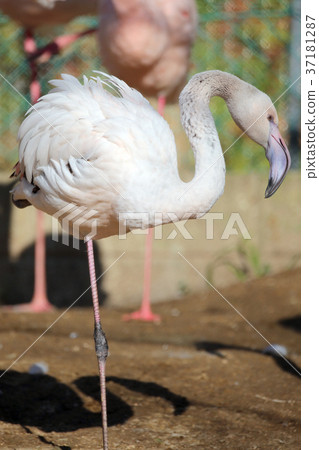Flamingo Flamingo 37181287