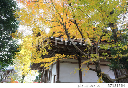 Autumn leaves of the temple 37181364