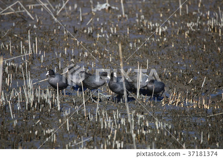 Oh van Oh van 37181374