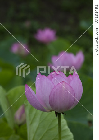 Lotus flower Lotus flower 37181491
