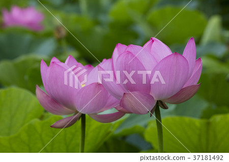 Lotus flower Lotus flower 37181492
