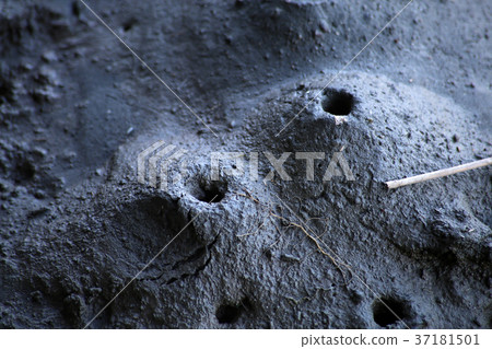 Shrimp nest holes 37181501