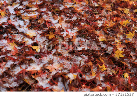 下落的葉子和雪秋天雪 37181537