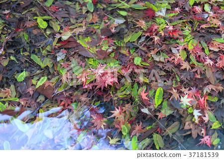 落葉在池塘罕見的秋天 37181539