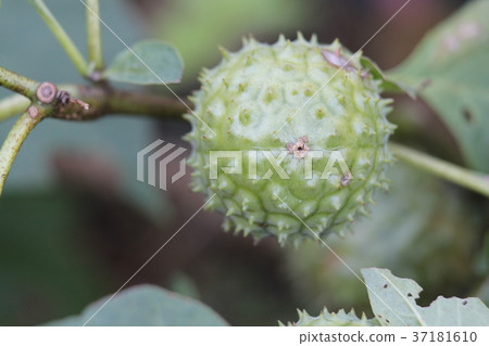 牽牛花的果實 牽牛花的果實 37181610