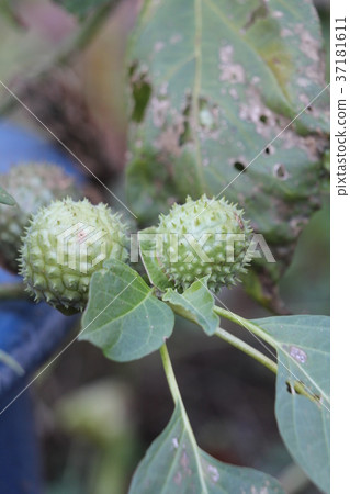 Fruit of the morning glory Fruit of the morning glory 37181611